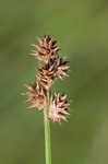 Troublesome sedge